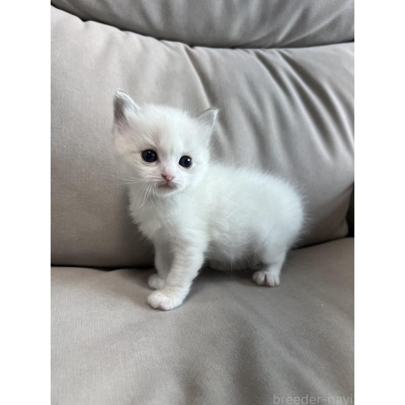 販売中の大阪府のラグドール-139750の6枚目