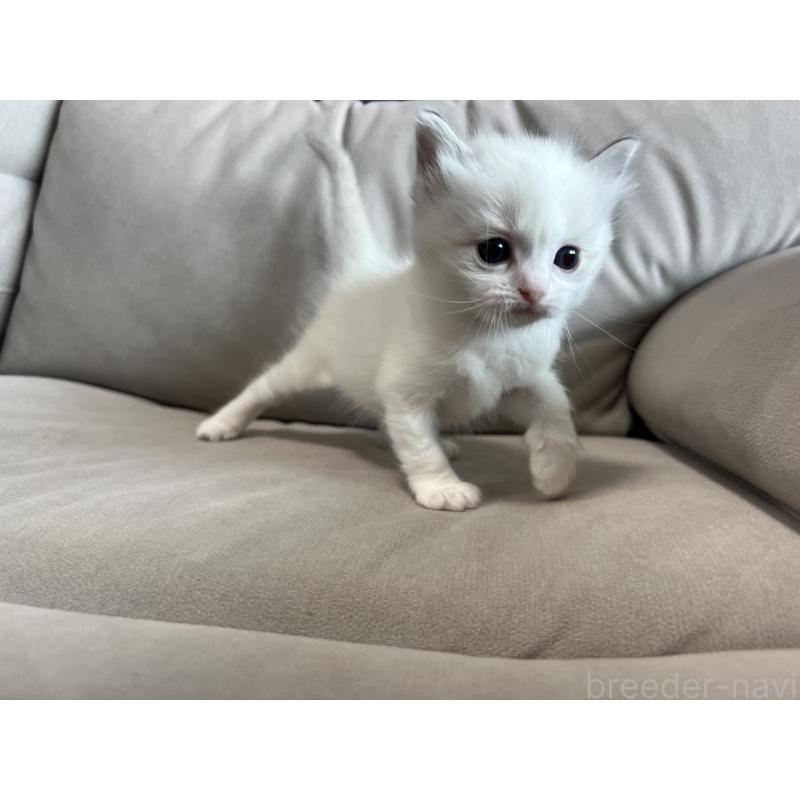 販売中の大阪府のラグドール-139750の5枚目