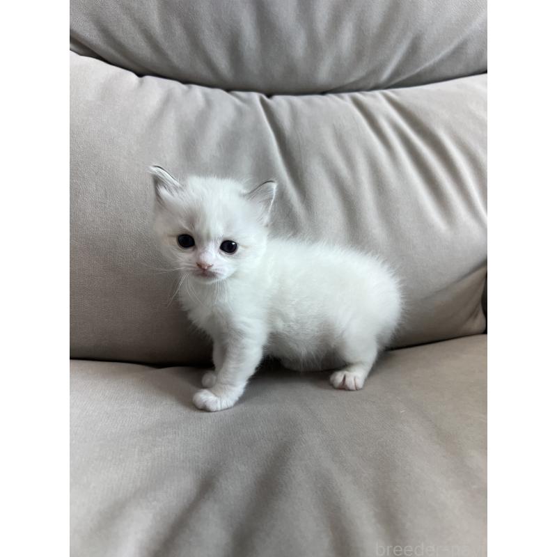 販売中の大阪府のラグドール-139750の4枚目