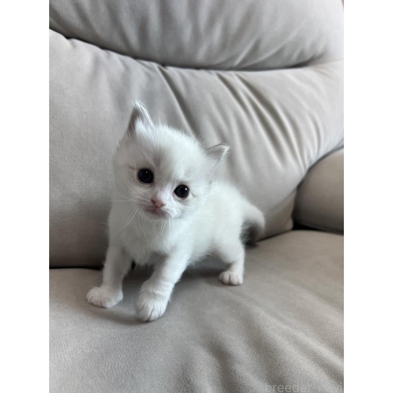 販売中の大阪府のラグドール-139750の3枚目