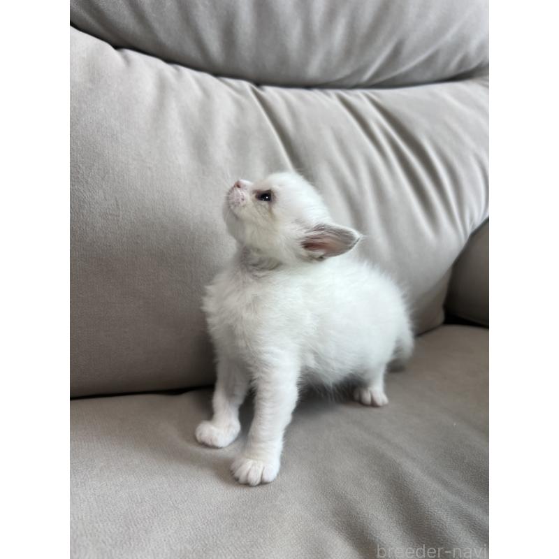 販売中の大阪府のラグドール-139750の2枚目