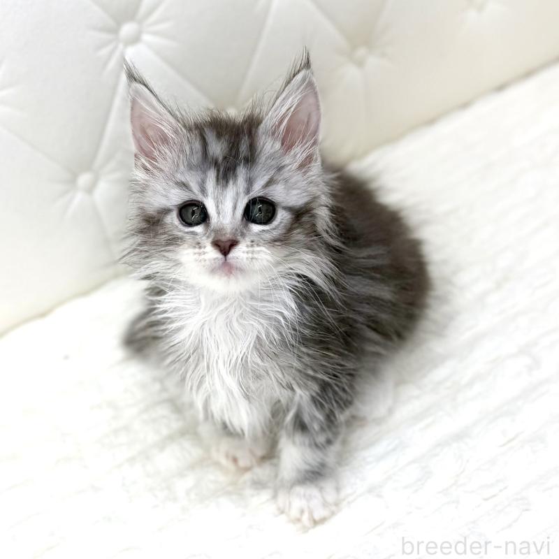 販売中の鹿児島県のメインクーン-139751の15枚目