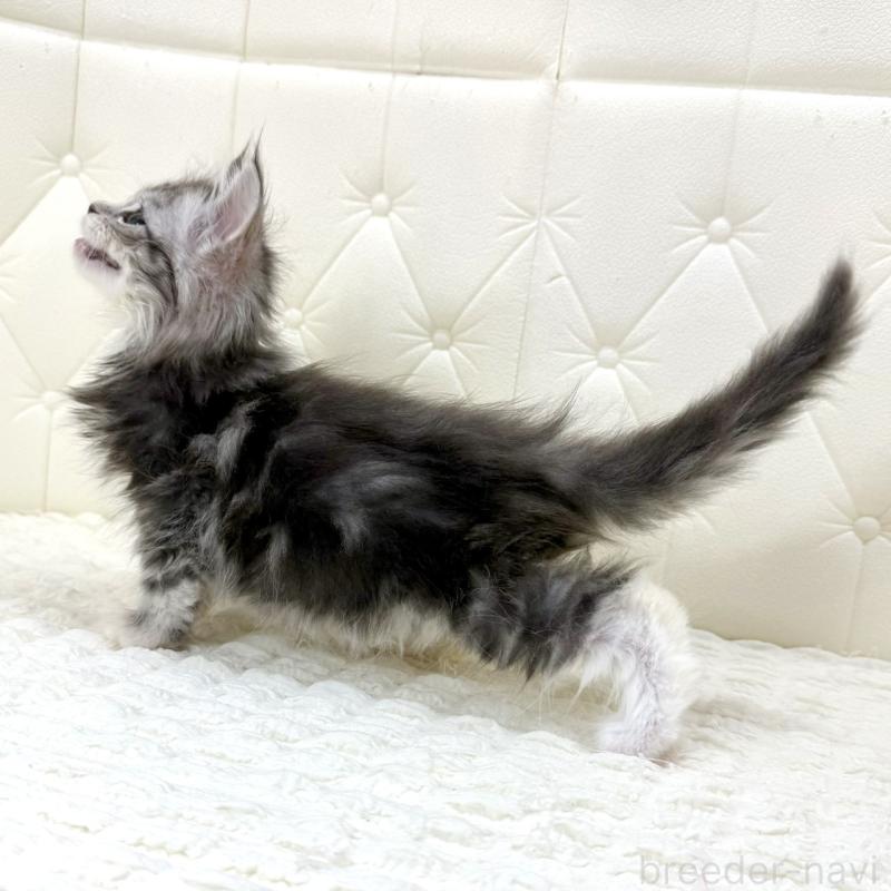 販売中の鹿児島県のメインクーン-139751の14枚目