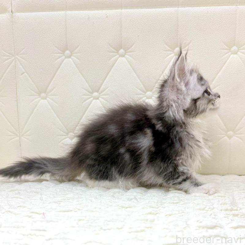 販売中の鹿児島県のメインクーン-139751の13枚目