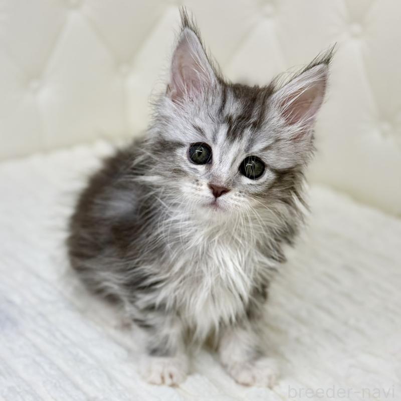 販売中の鹿児島県のメインクーン-139751の1枚目