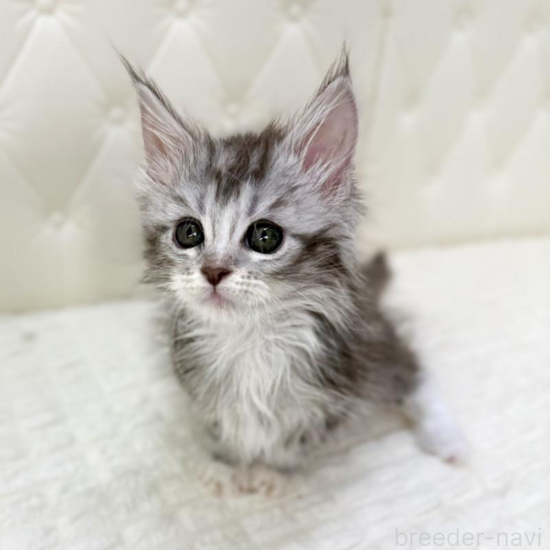 販売中の鹿児島県のメインクーン-139751の12枚目