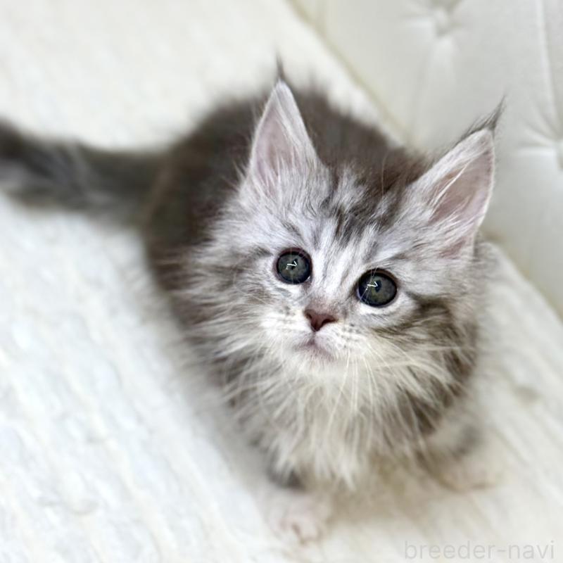 販売中の鹿児島県のメインクーン-139751の11枚目