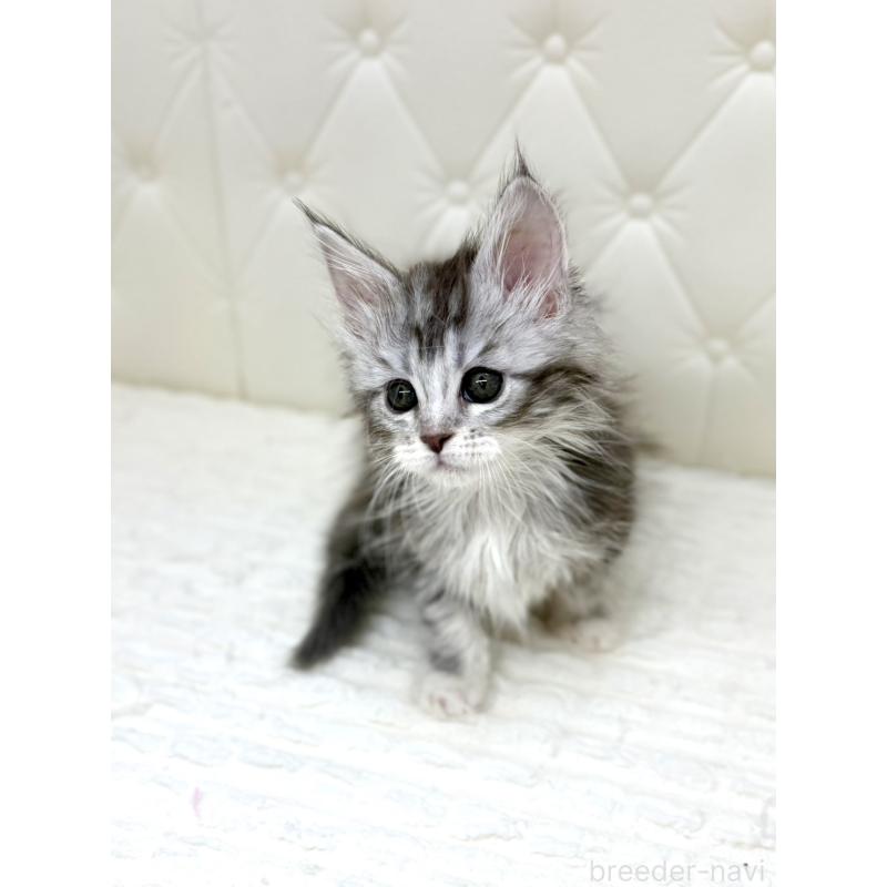 販売中の鹿児島県のメインクーン-139751の10枚目