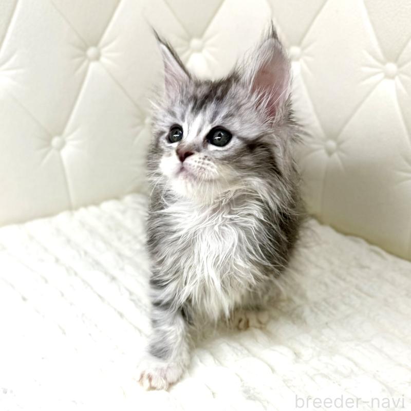 販売中の鹿児島県のメインクーン-139751の9枚目