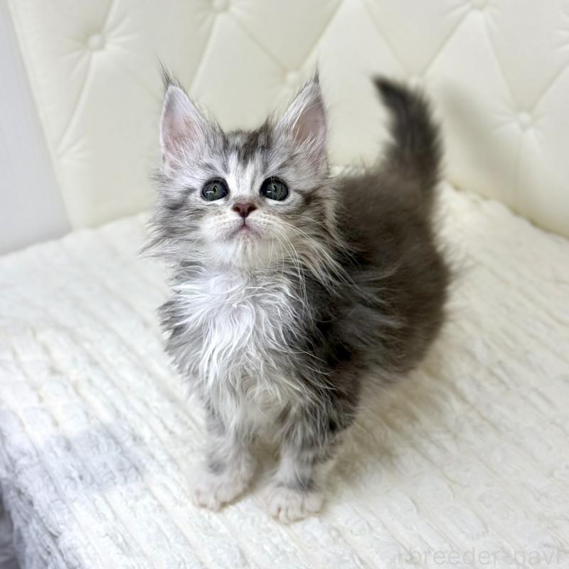 販売中の鹿児島県のメインクーン-139751の8枚目