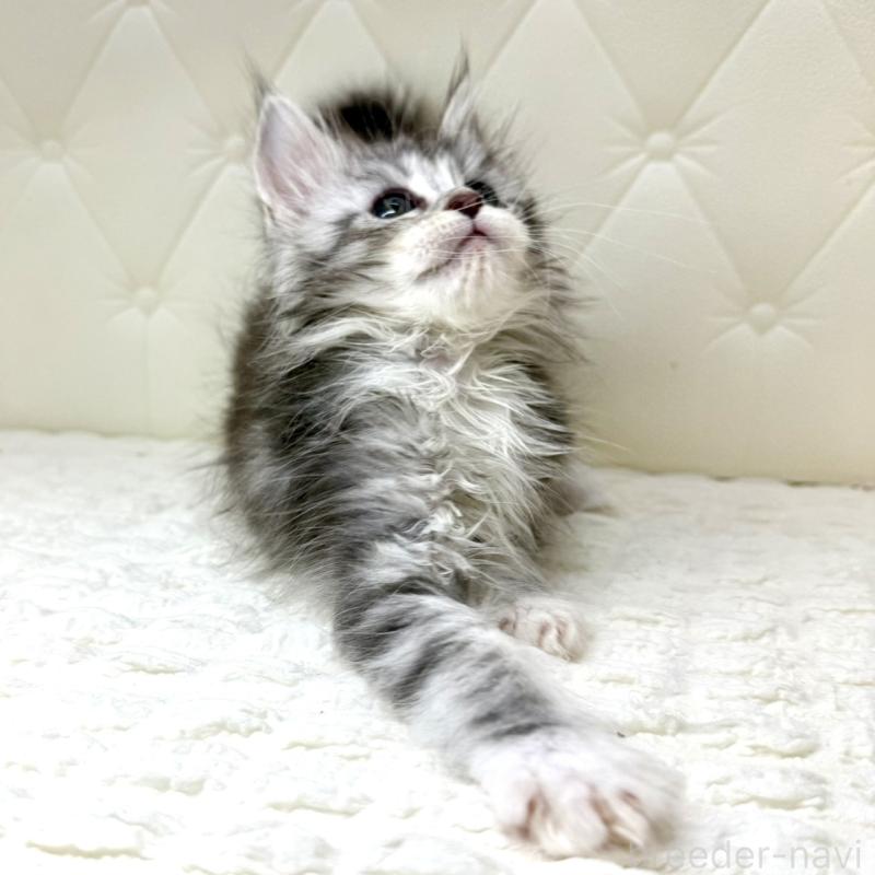 販売中の鹿児島県のメインクーン-139751の7枚目