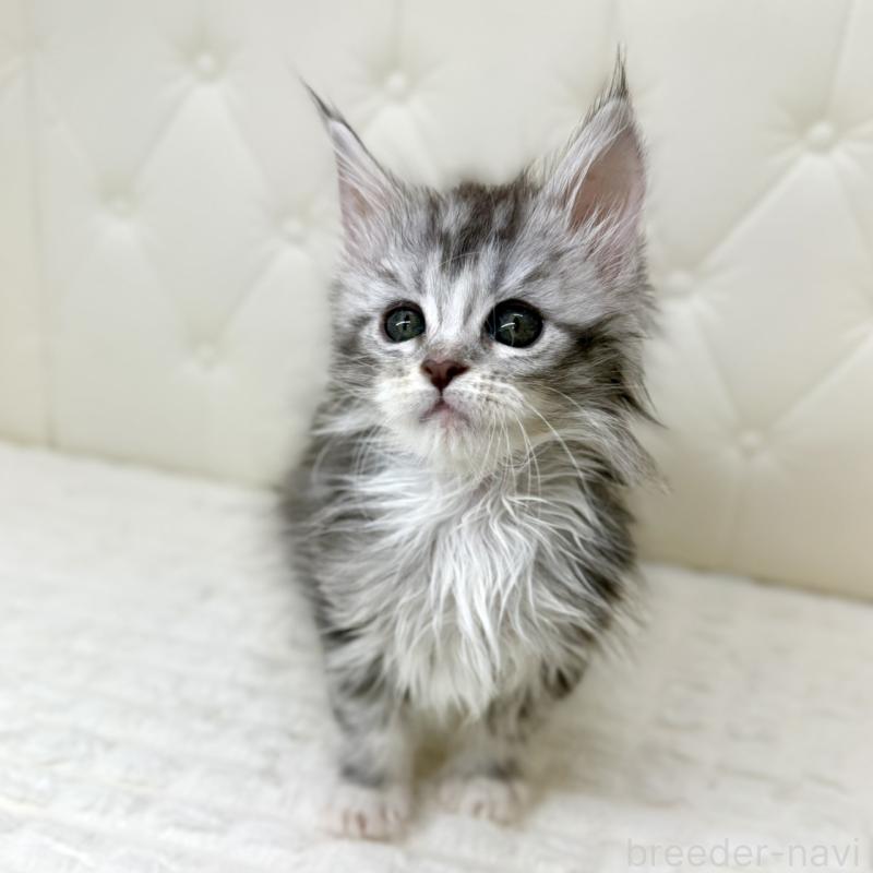 販売中の鹿児島県のメインクーン-139751の6枚目