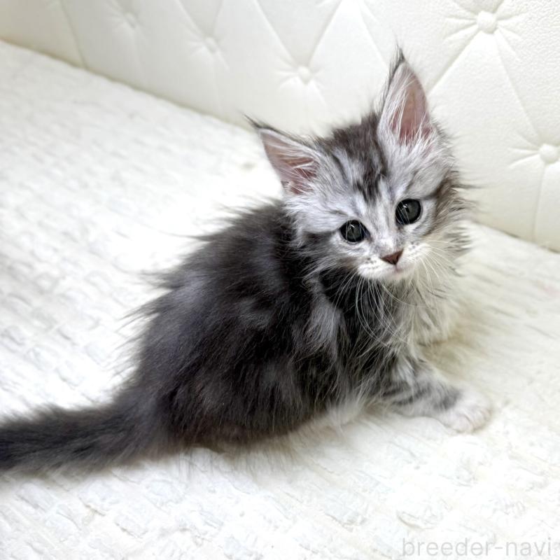 販売中の鹿児島県のメインクーン-139751の5枚目