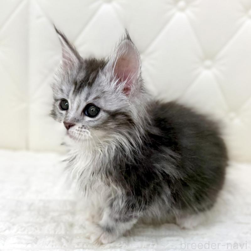 販売中の鹿児島県のメインクーン-139751の3枚目