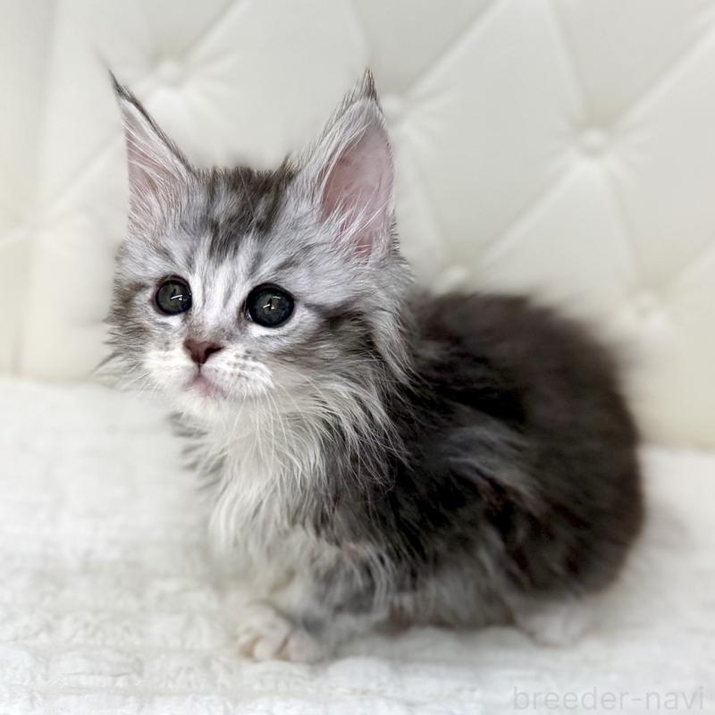 販売中の鹿児島県のメインクーン-139751の2枚目