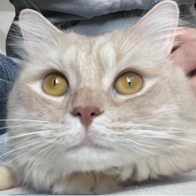 販売中の愛知県のマンチカン-135796