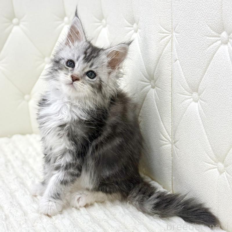 販売中の鹿児島県のメインクーン-139752の1枚目