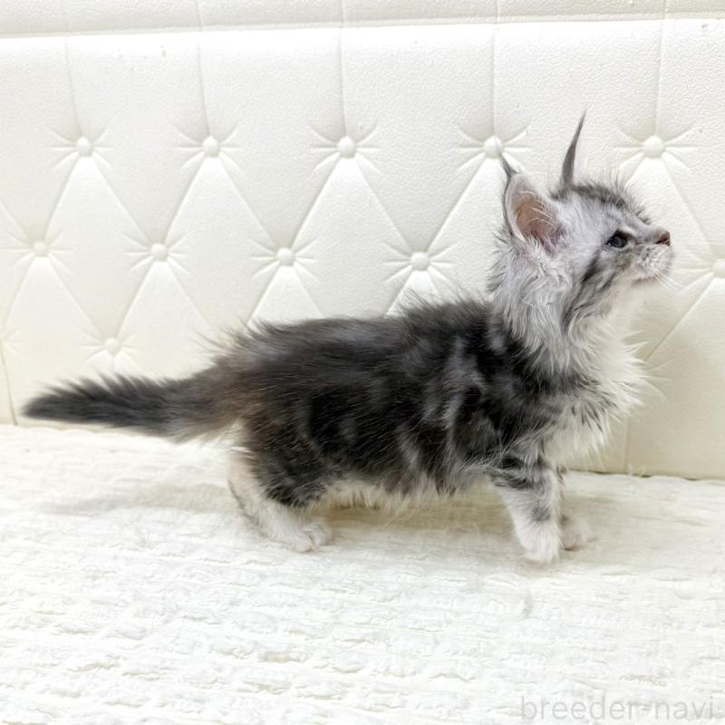 販売中の鹿児島県のメインクーン-139752の10枚目