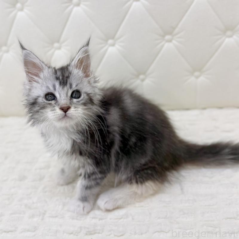 販売中の鹿児島県のメインクーン-139752の8枚目