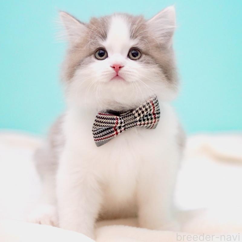 販売中の東京都のサイベリアン-137258の1枚目