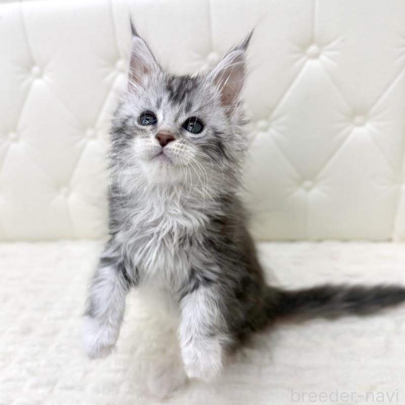 販売中の鹿児島県のメインクーン-139752の7枚目