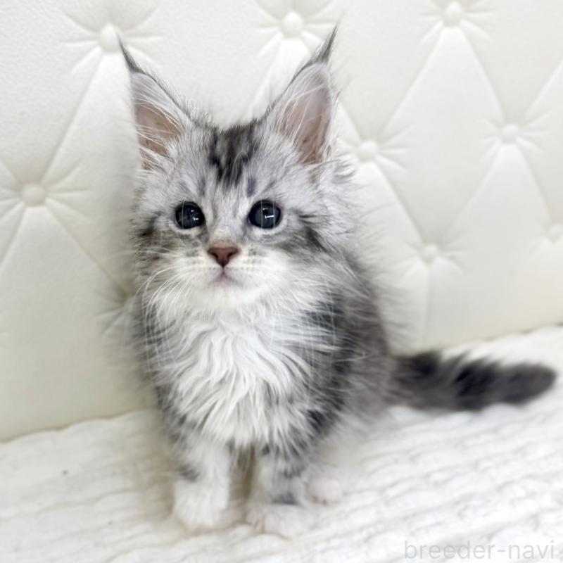 販売中の鹿児島県のメインクーン-139752の6枚目