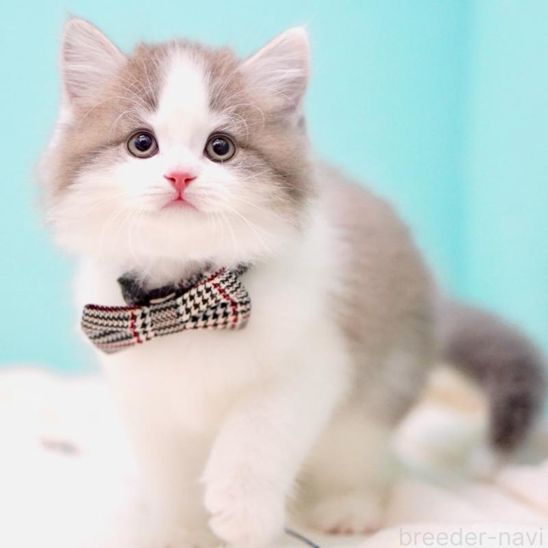 販売中の東京都のサイベリアン-137258の15枚目