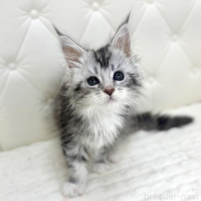 販売中の鹿児島県のメインクーン-139752の5枚目