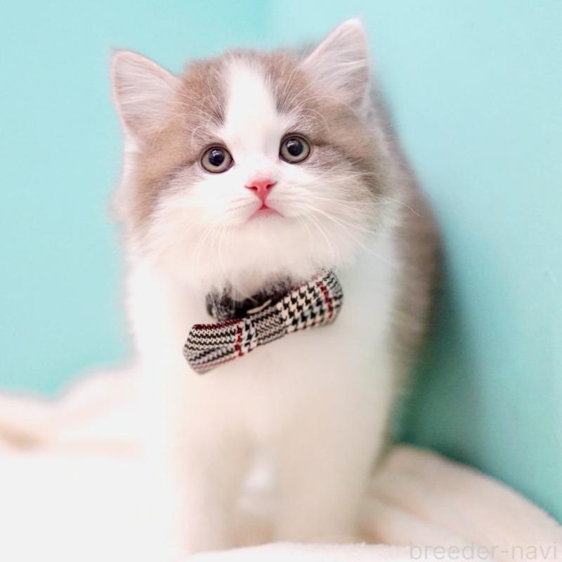 販売中の東京都のサイベリアン-137258の14枚目