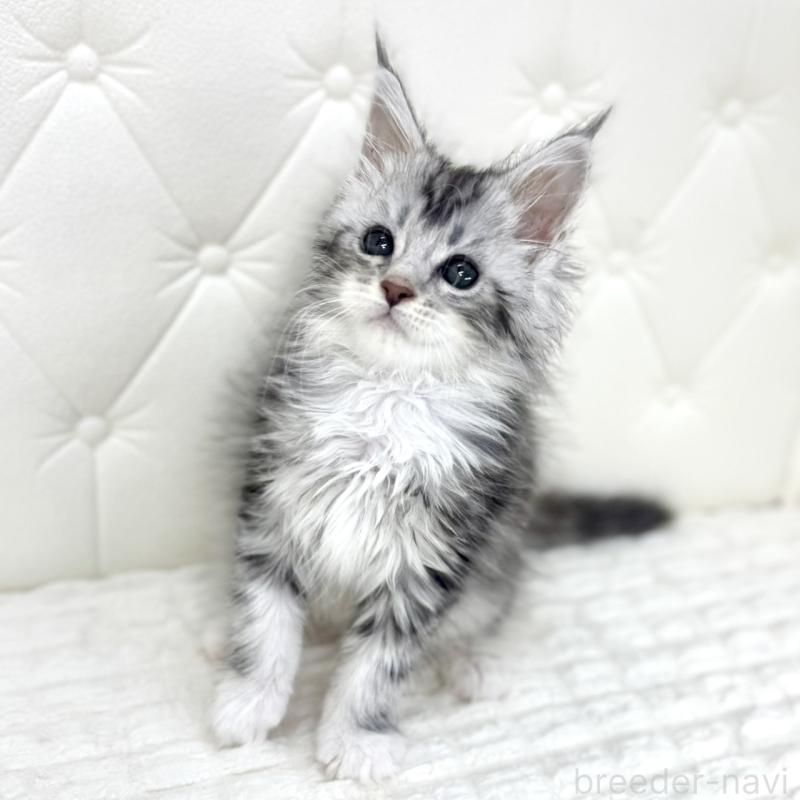 販売中の鹿児島県のメインクーン-139752の4枚目