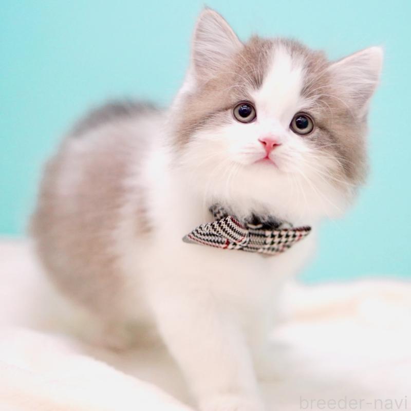 販売中の東京都のサイベリアン-137258の13枚目