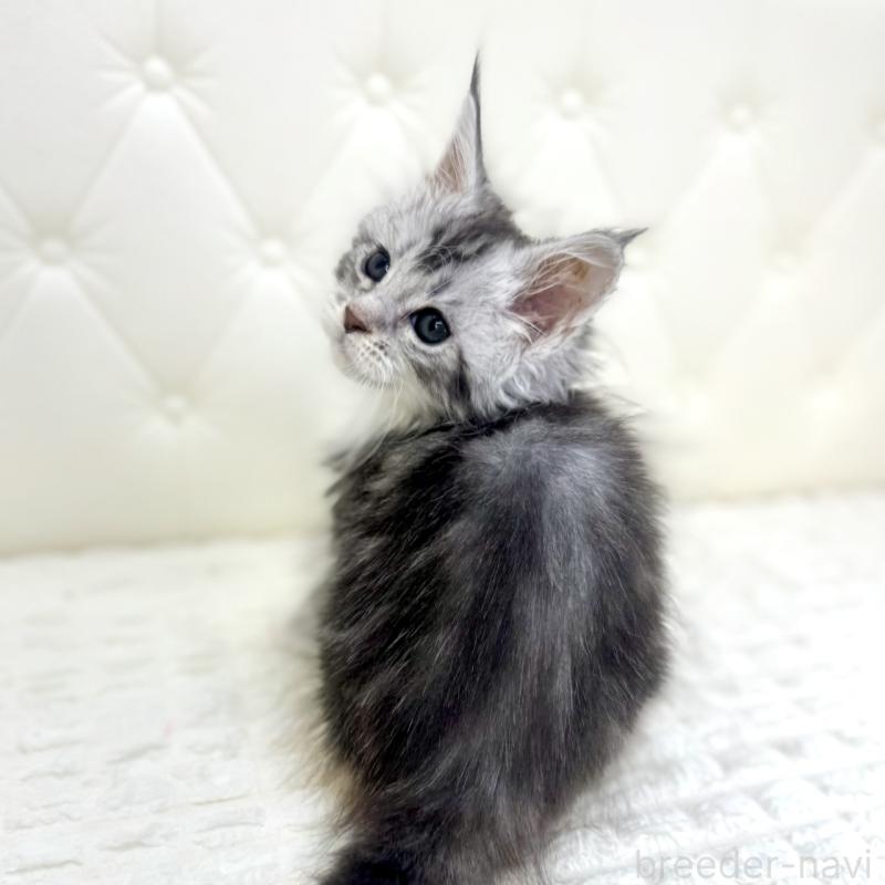 販売中の鹿児島県のメインクーン-139752の3枚目