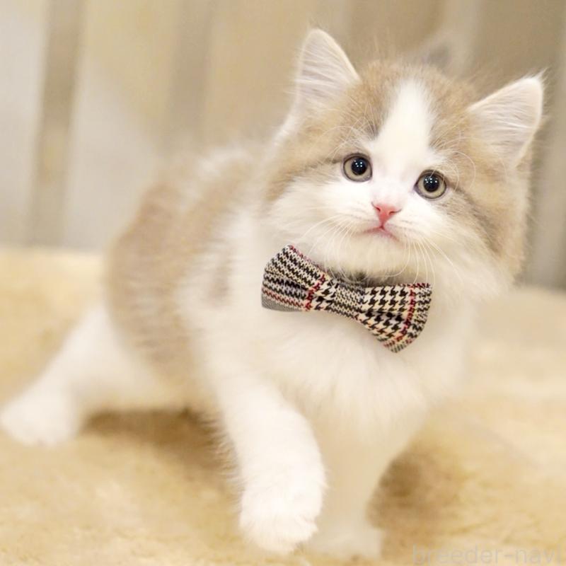 販売中の東京都のサイベリアン-137258の12枚目