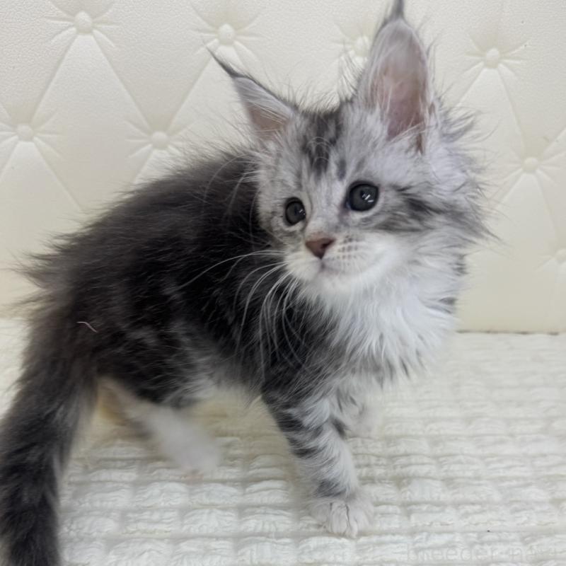 販売中の鹿児島県のメインクーン-139752の2枚目