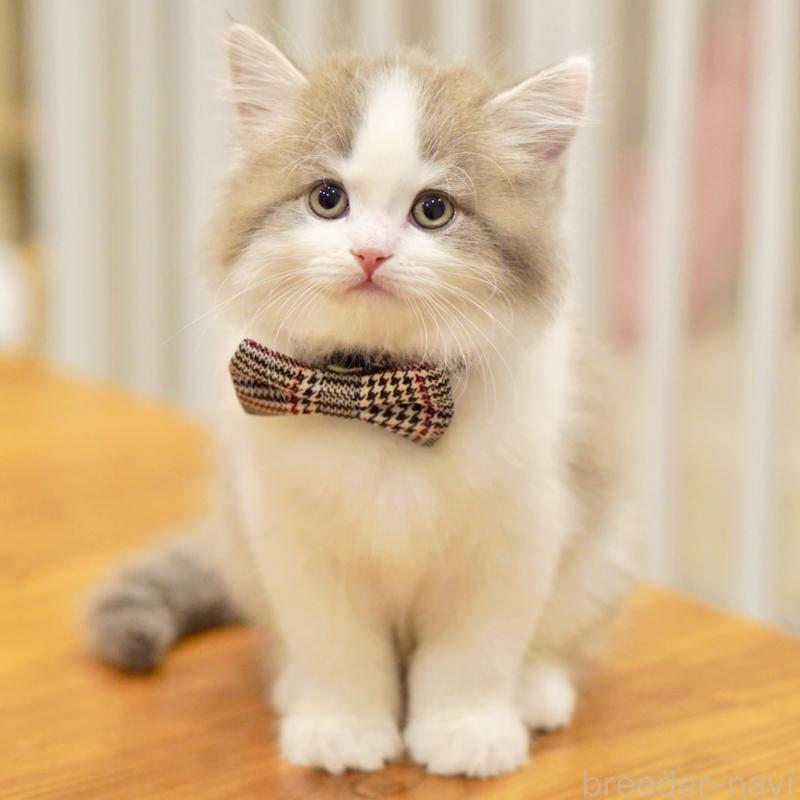 販売中の東京都のサイベリアン-137258の11枚目