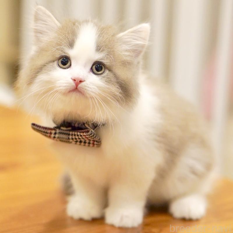 販売中の東京都のサイベリアン-137258の10枚目