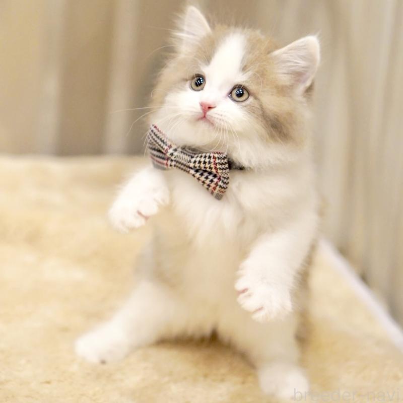 販売中の東京都のサイベリアン-137258の9枚目