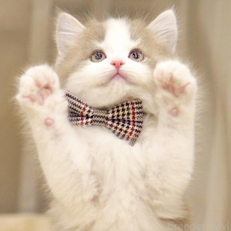 販売中の東京都のサイベリアン-137258の8枚目