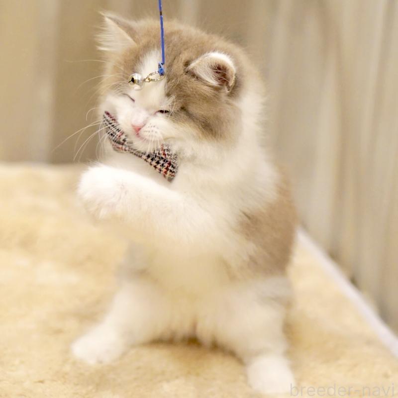 販売中の東京都のサイベリアン-137258の7枚目