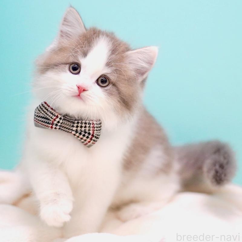 販売中の東京都のサイベリアン-137258の6枚目