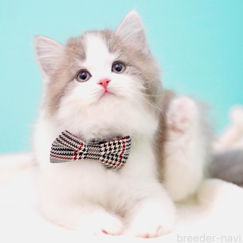 販売中の東京都のサイベリアン-137258の5枚目