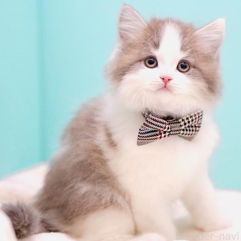 販売中の東京都のサイベリアン-137258の4枚目