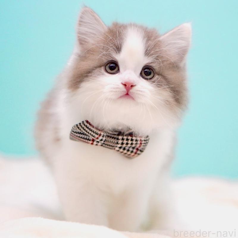 販売中の東京都のサイベリアン-137258の3枚目