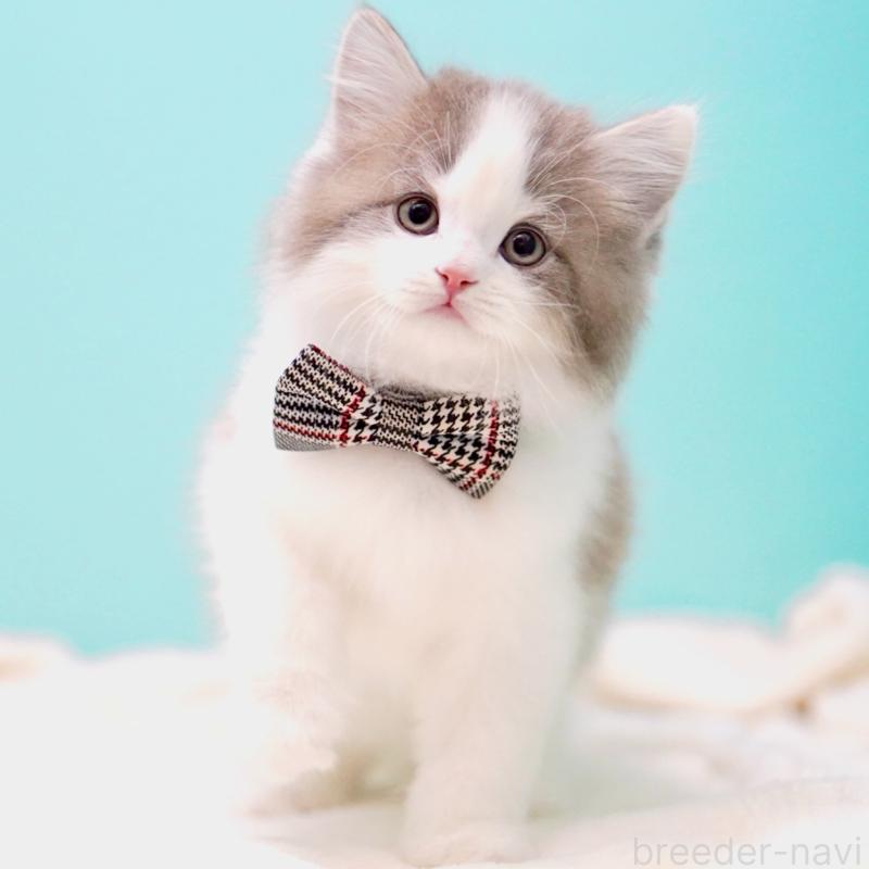 販売中の東京都のサイベリアン-137258の2枚目