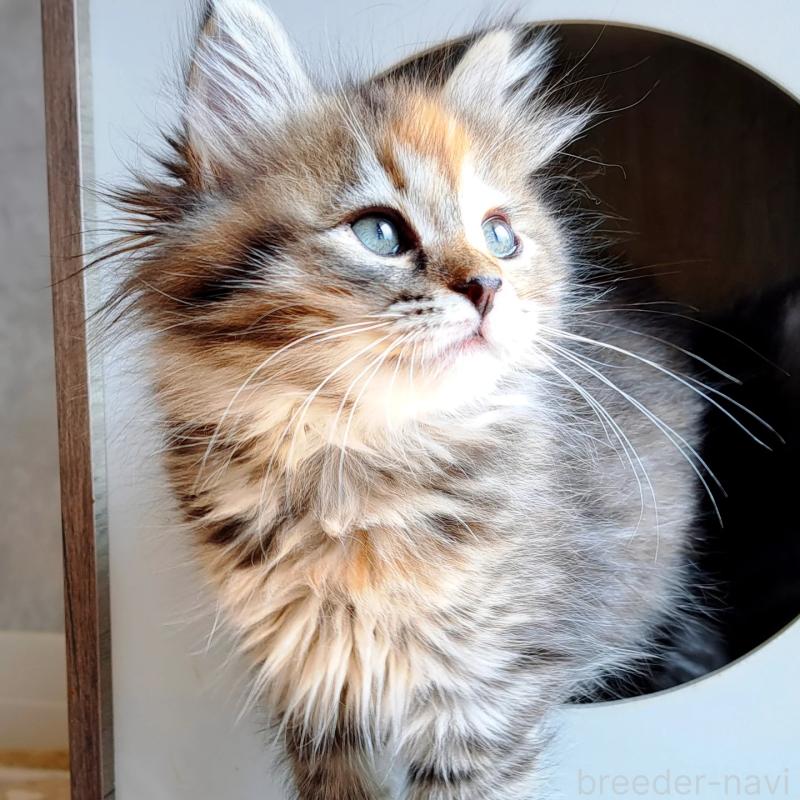 販売中の愛知県のサイベリアン-139753の1枚目