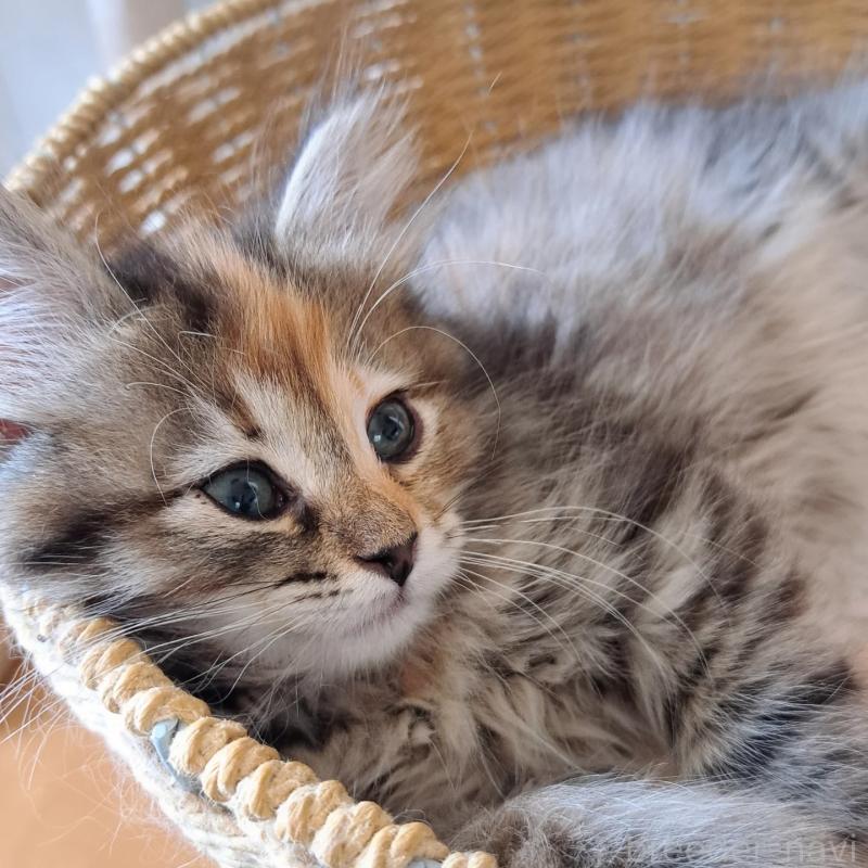 販売中の愛知県のサイベリアン-139753の3枚目