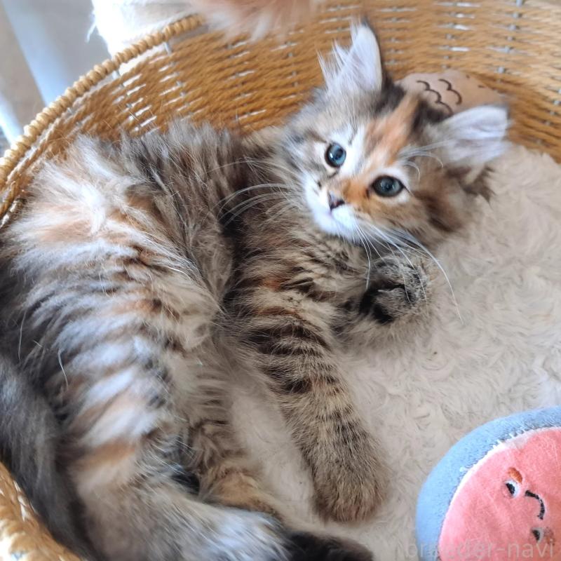 販売中の愛知県のサイベリアン-139753の2枚目