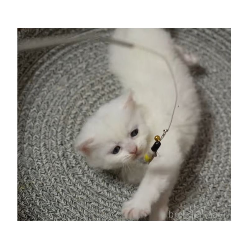 販売中の大阪府のサイベリアン-139754の6枚目