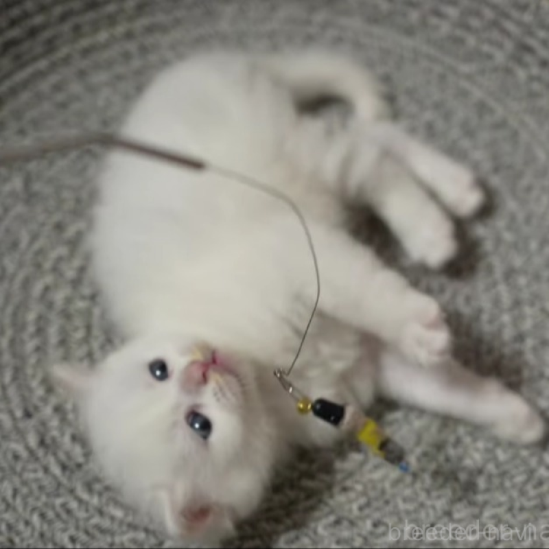 販売中の大阪府のサイベリアン-139754の5枚目