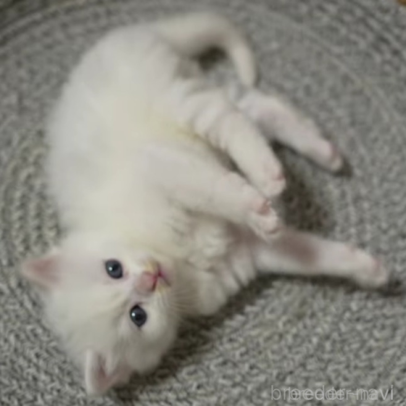 販売中の大阪府のサイベリアン-139754の4枚目